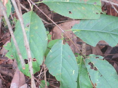 Cephalanthus occidentalis