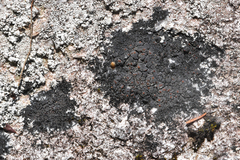Fuscopannaria maritima