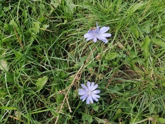 Cichorium intybus
