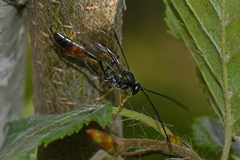 Campopleginae