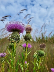 Cirsium altissimum
