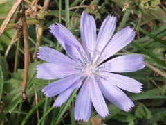 Cichorium intybus