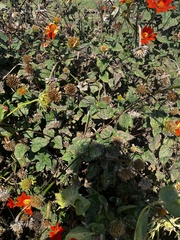 Tithonia rotundifolia