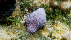 Neogastropoda