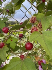 Passiflora ciliata