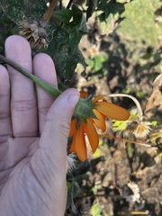 Tithonia rotundifolia