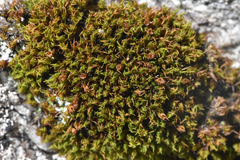 Schistidium maritimum