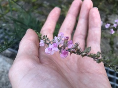 Linaria purpurea