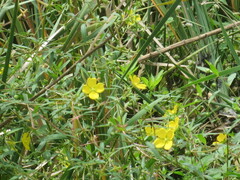 Ludwigia octovalvis