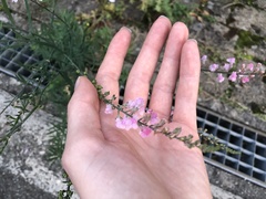 Linaria purpurea