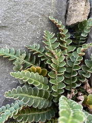 Asplenium ceterach