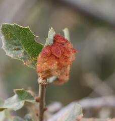 Andricus crystallinus