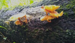 Hydnangiaceae