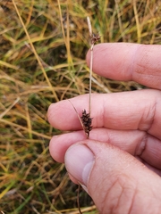 Carex lasiocarpa