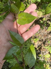 Vincetoxicum nigrum