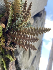 Asplenium ceterach