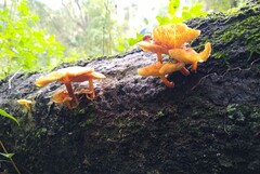 Hydnangiaceae