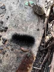 Hypercompe scribonia