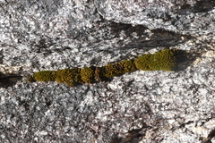 Schistidium maritimum