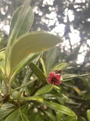 Pittosporum