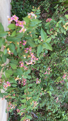 Malpighia glabra