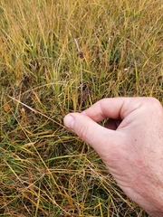 Carex lasiocarpa