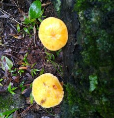 Hydnangiaceae