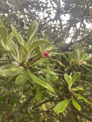 Pittosporum