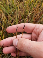 Schoenus ferrugineus