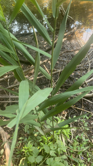 Chasmanthium latifolium