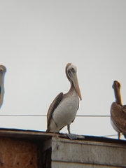 Pelecanus thagus