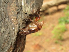 Amphipsalta zelandica