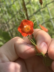 Ipomoea coccinea