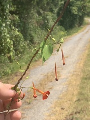 Ipomoea coccinea