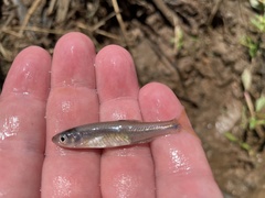 Lythrurus umbratilis