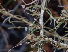 Aceria paracalifornica