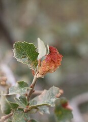 Andricus crystallinus