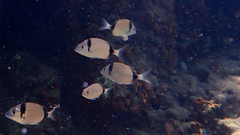 Diplodus vulgaris
