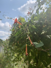 Ipomoea coccinea