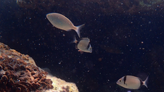 Diplodus vulgaris