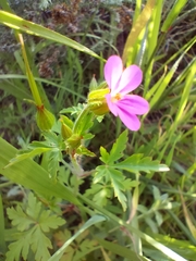 Geranium robertianum