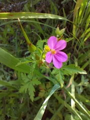 Geranium robertianum