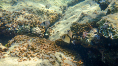 Diplodus vulgaris