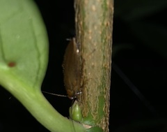 Ectobius vittiventris