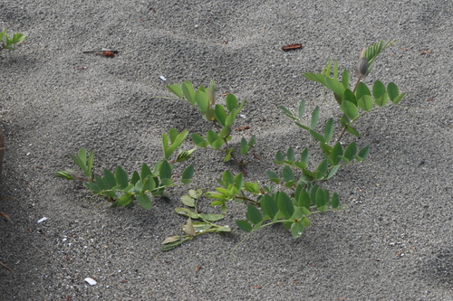 Beach pea (Lathyrus japonicus)