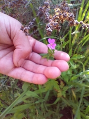 Geranium robertianum