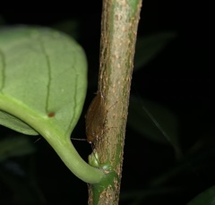 Ectobius vittiventris