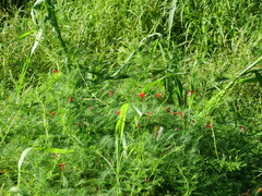 Ipomoea quamoclit
