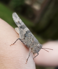Trimerotropis pallidipennis