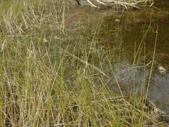 Schoenoplectus torreyi